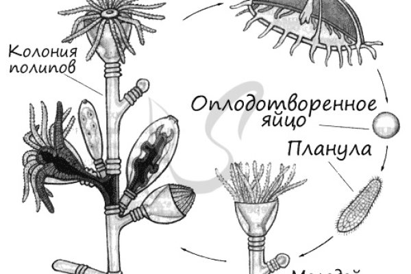 Кракен стор